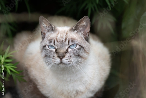 Fototapeta 青い目の猫