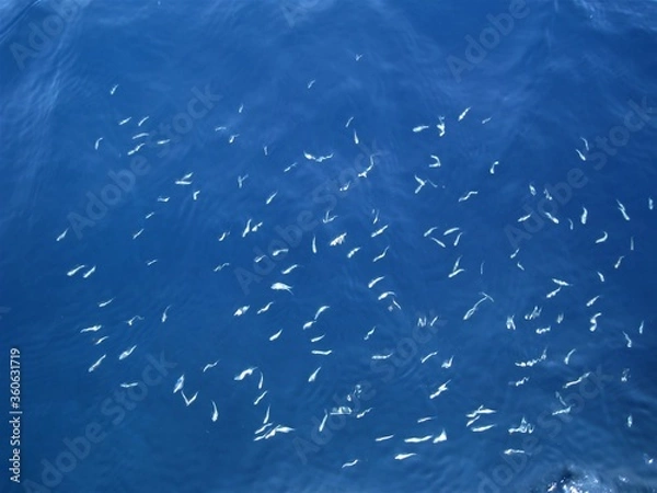 Obraz blue sea background