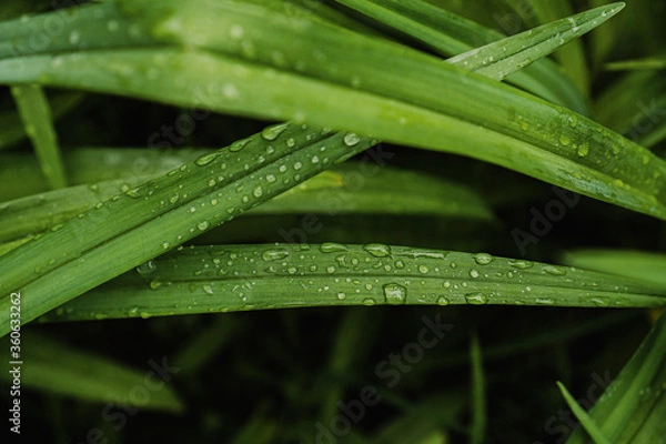 Obraz raindrops on green leaves in the summer in the garden