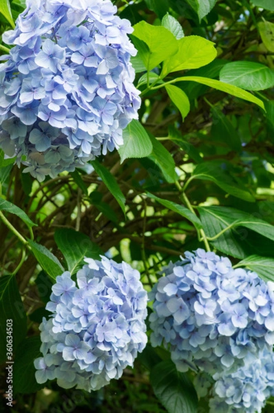 Fototapeta 紫陽花ー青ー複