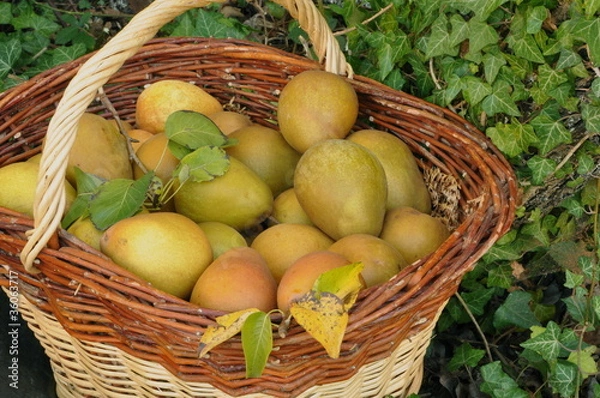 Obraz panier de poires