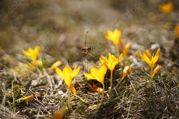 Fototapeta Bee flying between and pollinating yellow saffron flowers. On its legs, you could see the pollen that has stuck to them.