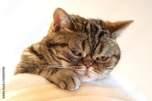 Obraz 寂しそうな表情の猫アメリカンショートヘア