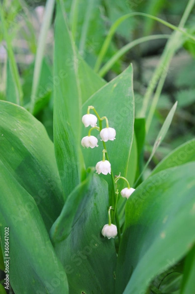 Fototapeta Lily of the valley