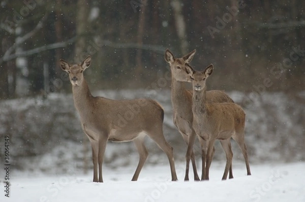 Fototapeta Rotwild im Winter