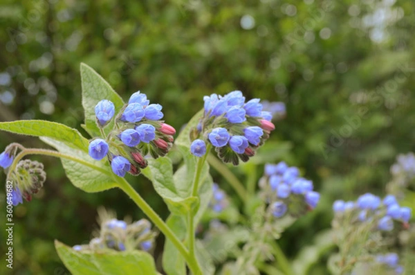 Fototapeta comfrey