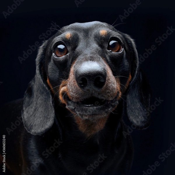 Obraz Expressive black dachshund on black background  