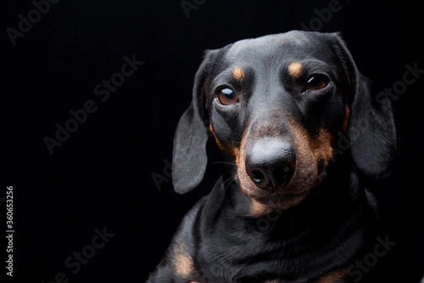 Obraz Expressive black dachshund on black background  