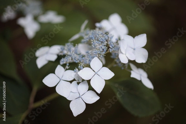 Fototapeta 紫陽花