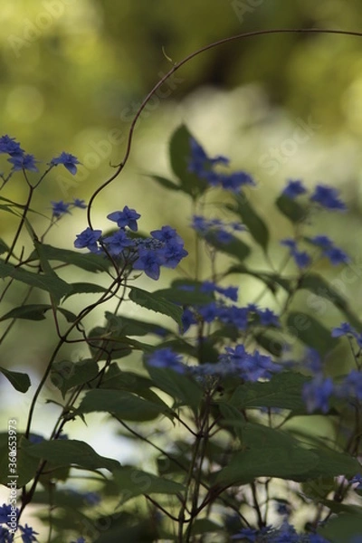 Fototapeta 紫陽花