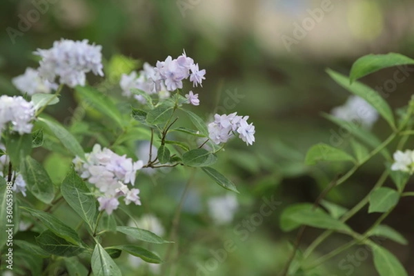 Fototapeta 紫陽花