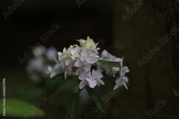 Fototapeta 紫陽花