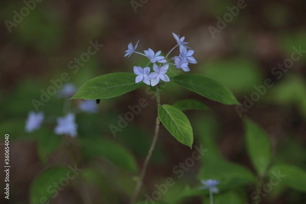 Fototapeta シチダンカ