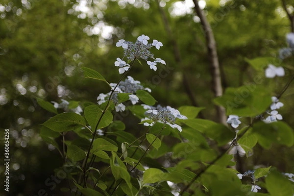Fototapeta 紫陽花