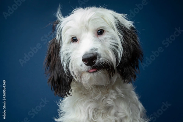 Obraz Black & White Cockapoo on blue background