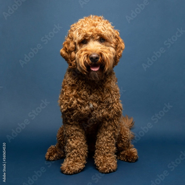 Fototapeta Young Goldendoodle on a blue background
