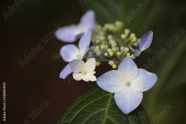 Fototapeta 紫陽花