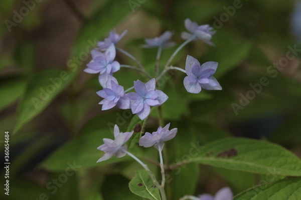 Obraz シチダンカ