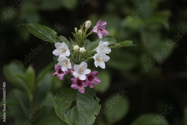 Obraz ハコネウツギ