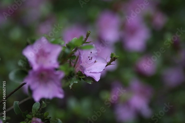 Fototapeta ツツジ