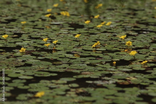 Fototapeta アサザ