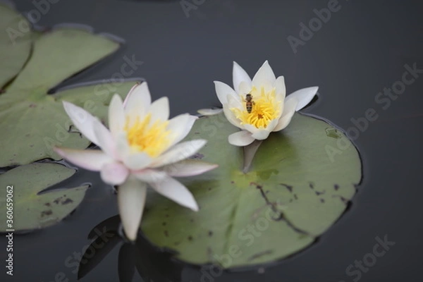 Fototapeta スイレン