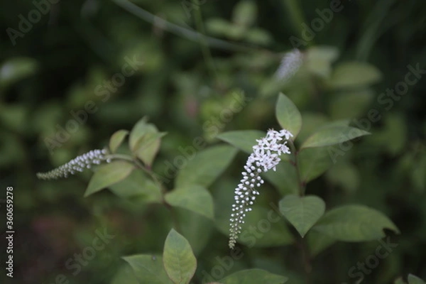 Fototapeta オカトラノオ