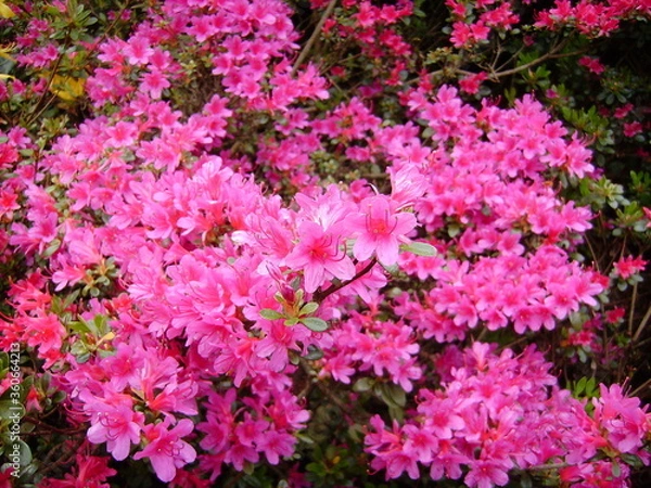 Obraz DIGITAL CAMERA