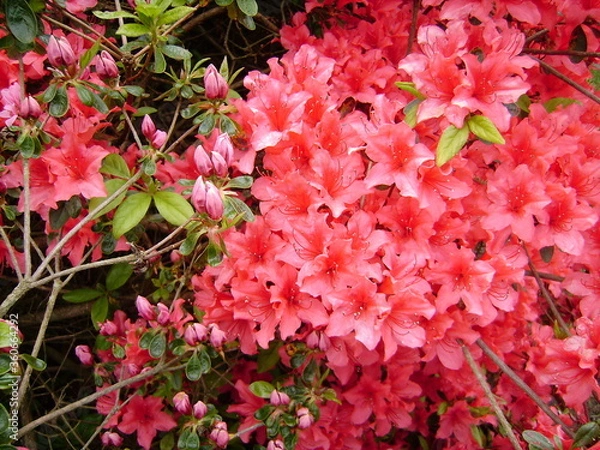 Obraz DIGITAL CAMERA