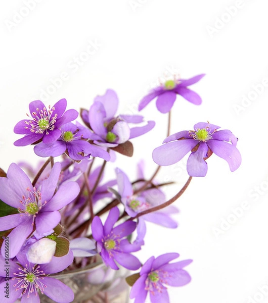 Obraz Close up of hepatica