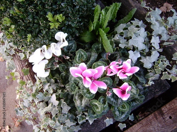 Obraz DIGITAL CAMERA