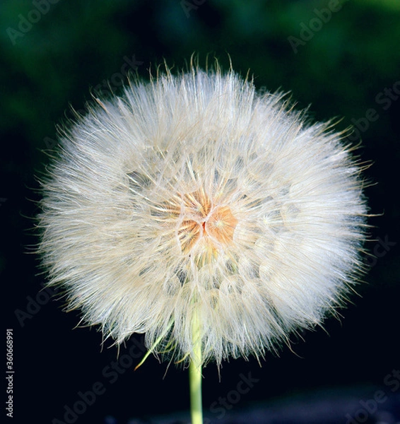 Fototapeta flowering dandelion