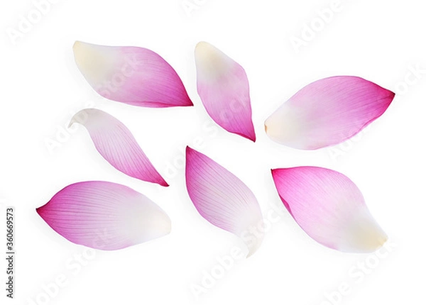 Obraz Lotus petals isolated on a white background, top view.