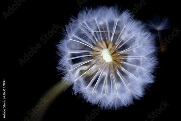 Obraz Dmuchawiec biały makro