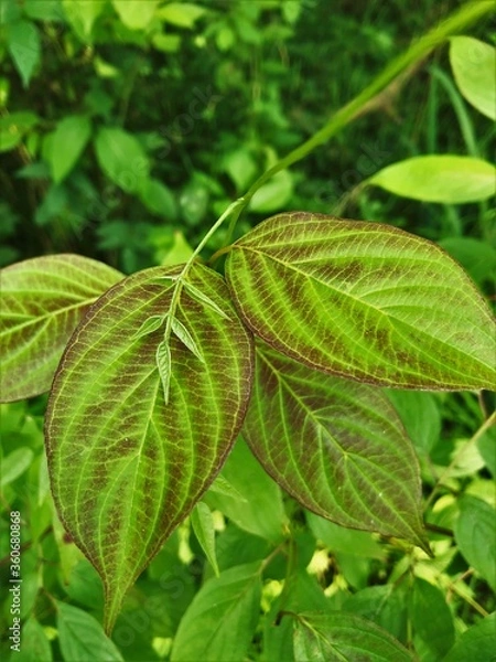 Fototapeta green leaves background