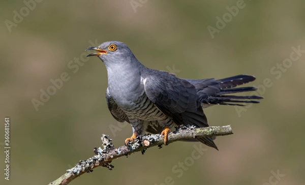 Obraz Cuckoo