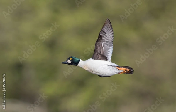 Obraz Goldeneye Flying