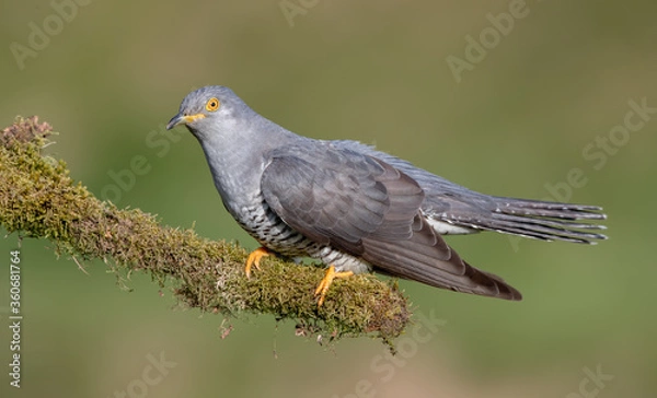 Obraz Cuckoo