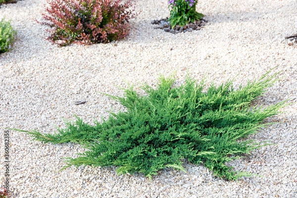 Obraz Juniper bush close-up. Landscaping.