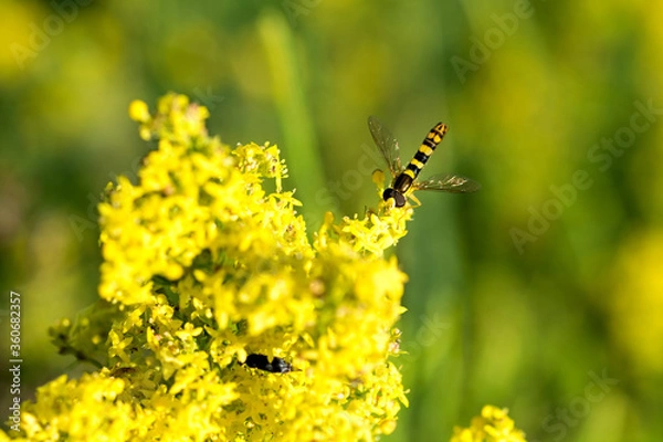 Obraz Striped fly on a yellow flower. Close-up.