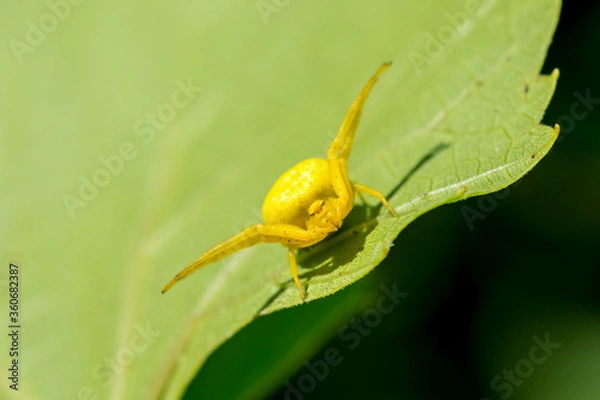 Obraz Yellow spider on a green leaf.