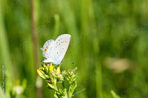 Obraz Butterfly on a yellow flower.