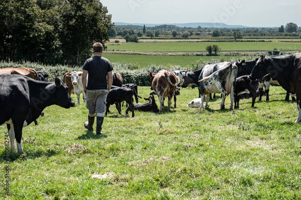 Obraz Farmer with cattle in field