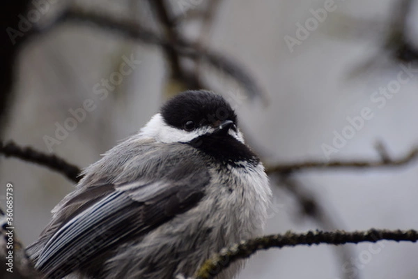 Obraz chickadee