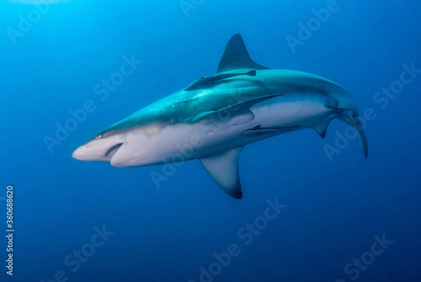 Fototapeta Oceanic black tip shark swimming in the blue
