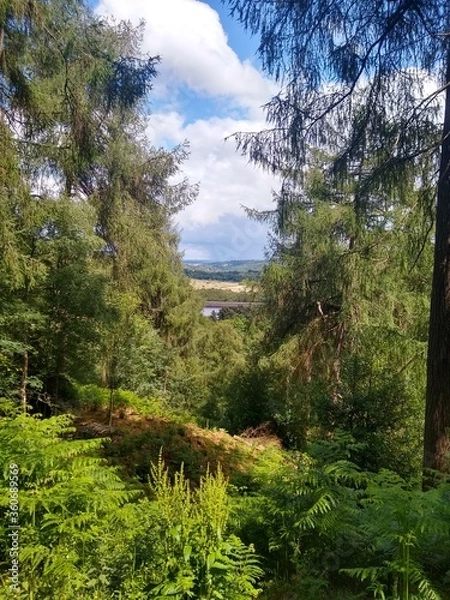 Obraz forest in the mountains