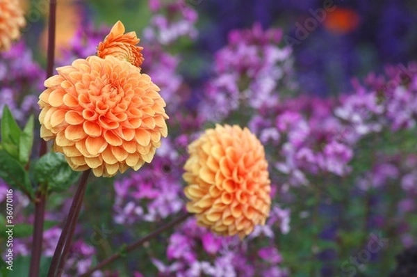 Obraz Dahlien orange