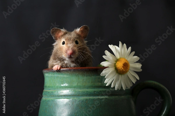 Fototapeta Cute hamster and camomile flower in a clay jug on a dark background