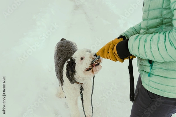 Fototapeta dog and owner