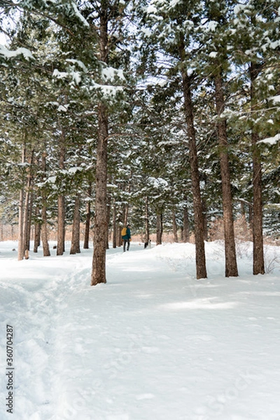 Fototapeta snow covered trees